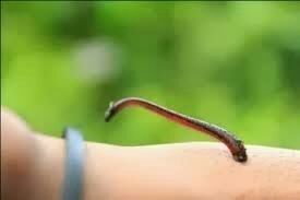 Meski Kecil Jangan Pernah Abaikan Keberadaan Hewan Ini