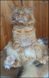 Weird Cat GIF • Big Ginger cat looking like a lazy lion but he's a dangerous killer. Don't touch him!