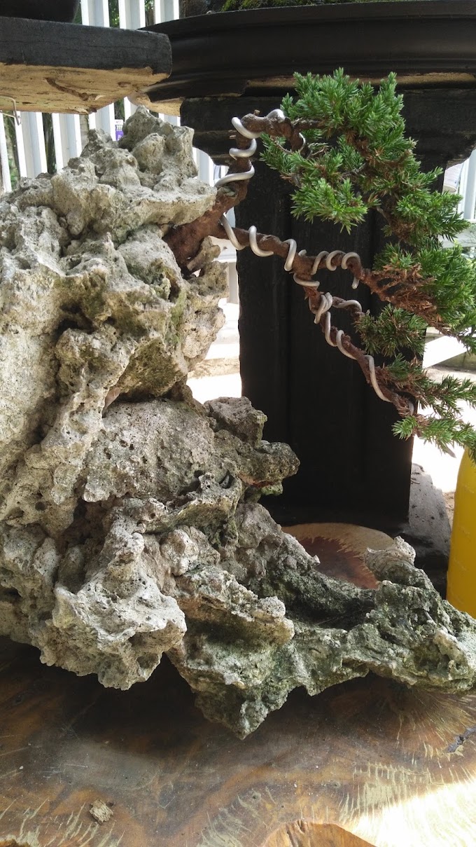 TIPS & TRICK MEMPERLAKUKAN AKAR BONSAI DI ATAS KARANG/BATU