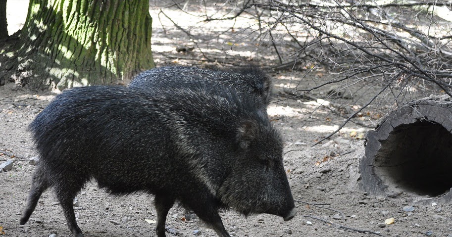 ZOOTOGRAFIANDO (6.100 ANIMALS) PECARI DEL CHACO / CHACOAN PECCARY