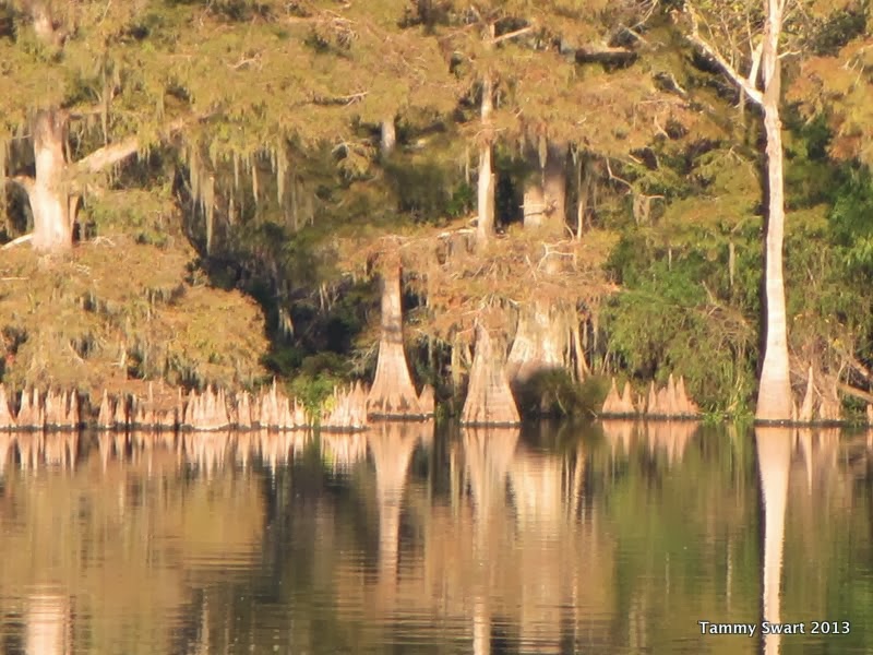 Things we did today... The Mermentau River