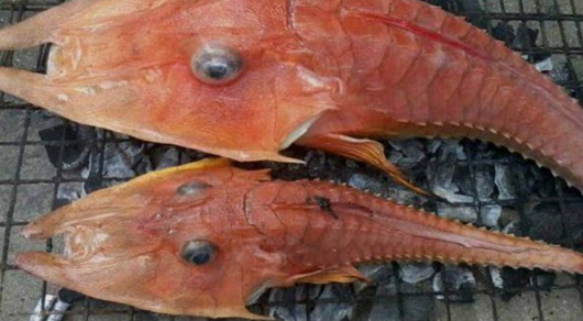 Nelayan Kaget dan Takut Saat Temukan Ikan Ini. Lihat Saja "Wajahnya"