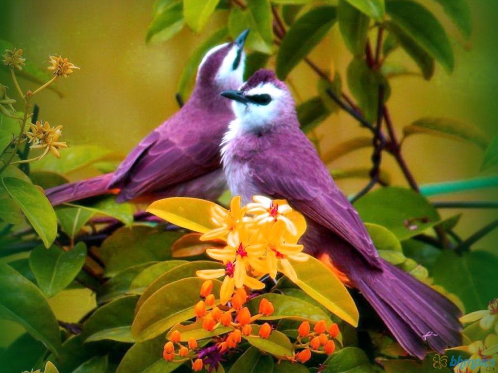 50 New Bird Wallpaper Images Pics Photos 2017 2018 Free Download 50 New Bird Wallpaper Images Pics Photos 2017 2018 Free Download