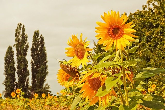 Cara Menanam dan Merawat Bunga Matahari dari Biji Untuk Pemula