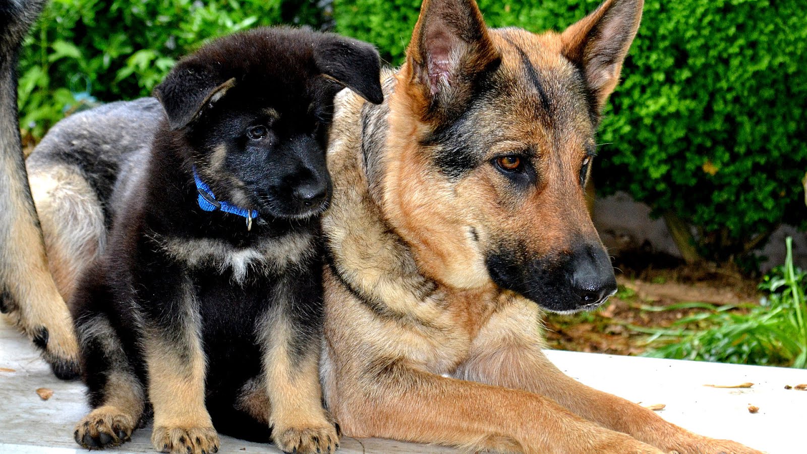 apple ridge german shepherds