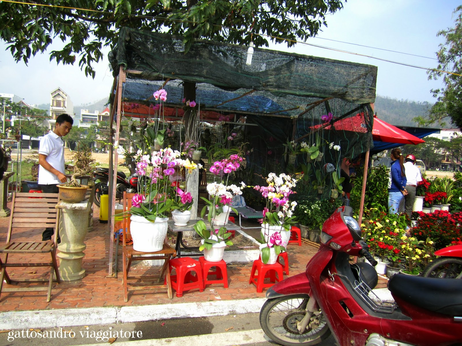 Qui Nhon - fiori per il Tết