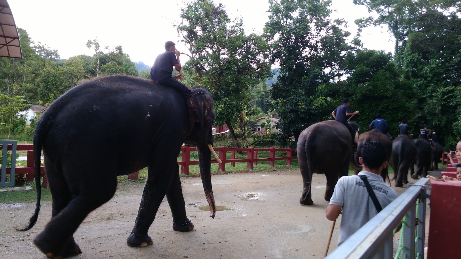 Kuala Gandah Elephant Sanctuary, Pahang Dorsett Pink