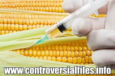 poisonous-corn-genetically