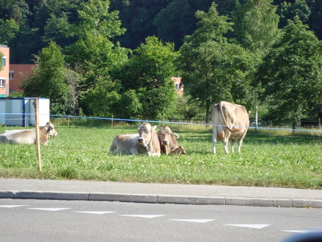 Citybabble Olivenweg Lugano