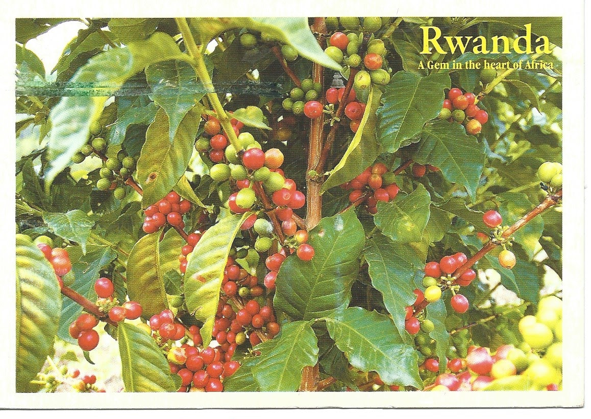 MY POSTCARDPAGE RWANDA Coffee Field