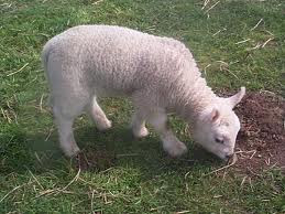 Sheep - True Wildlife Creatures