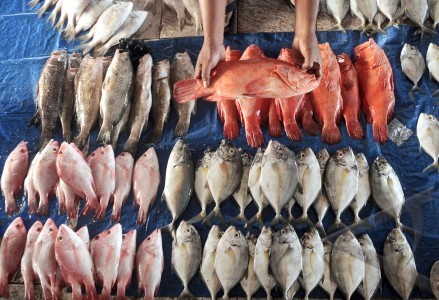 9 Cara Bisnis Usaha Jual Ikan Laut Konsumsi Yang Menguntungkan