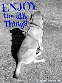 Senior hound dog in black and white