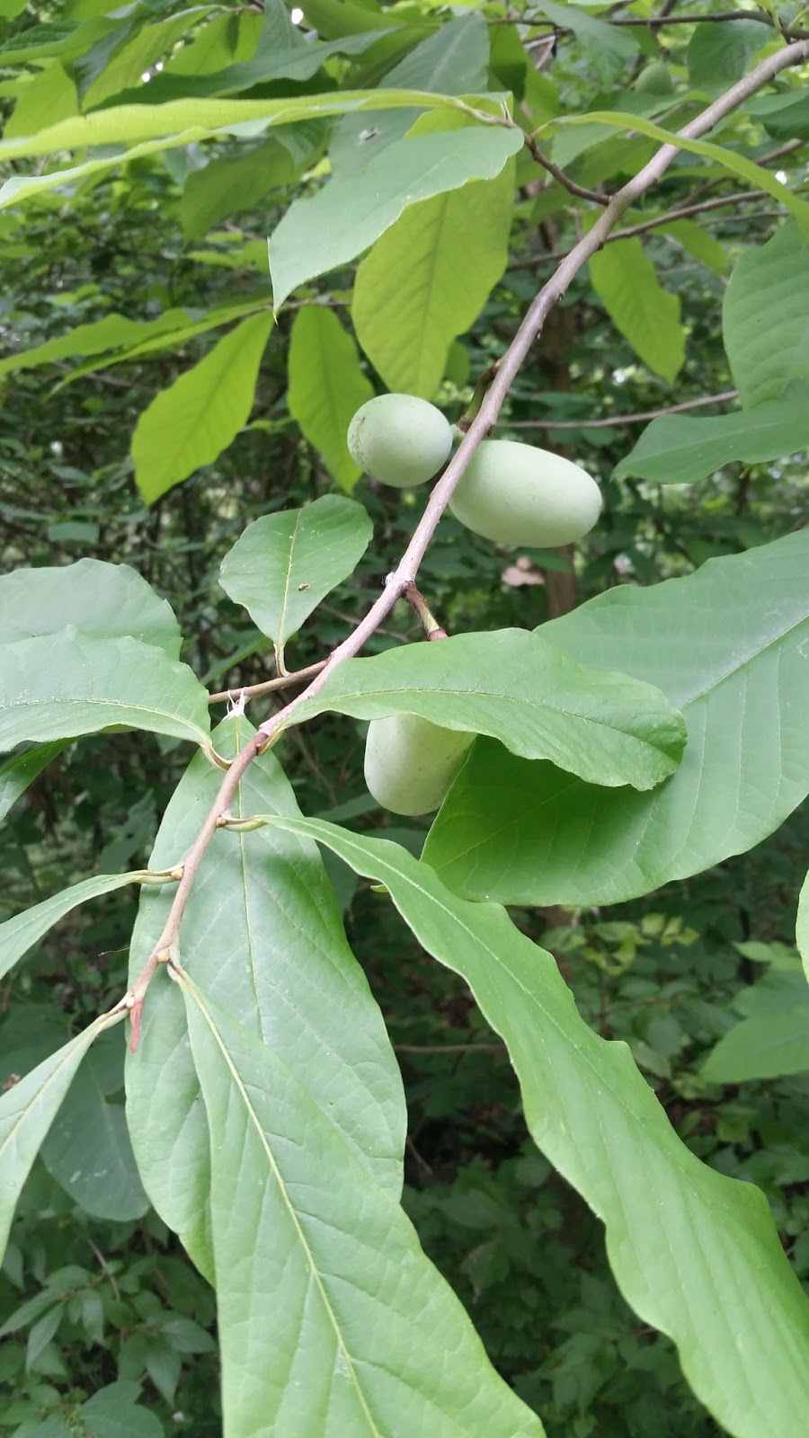 Fruit Trees Home Gardening Apple, Cherry, Pear, Plum Fruit Trees Indiana