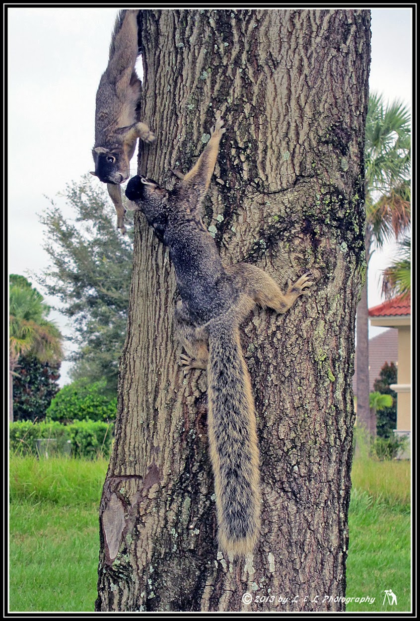 Ocala, Central Florida & Beyond Fox Squirrels acting squirrely