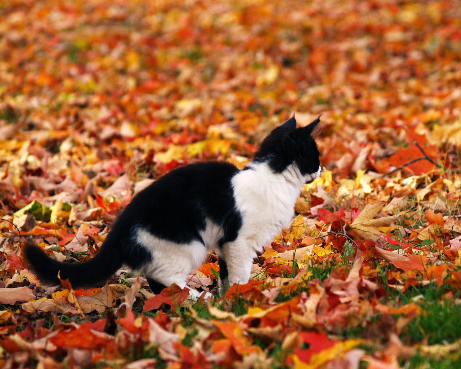 The Cat Knows Best Kittens, Leaves, and Life Lessons