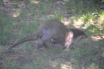 Nutria corriendo