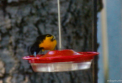 Baltimore Oriole bird photo by mbgphoto