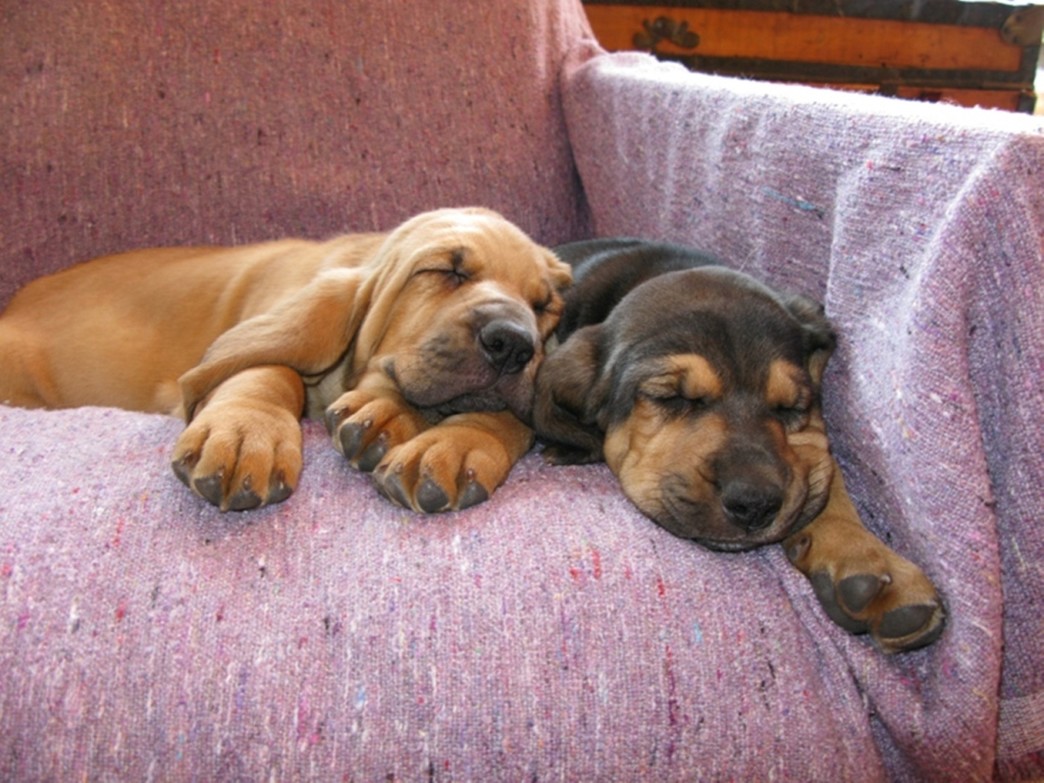 Bloodhound Puppy Pictures and Puppy Pictures