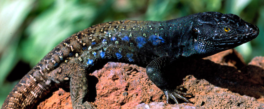 Lagartos canarios, un caso de evolución insular amenazado | Isla de