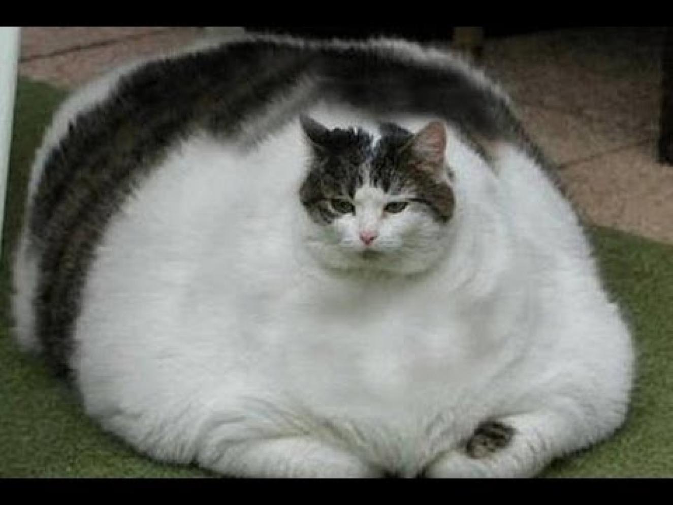 Fat Kittens 33