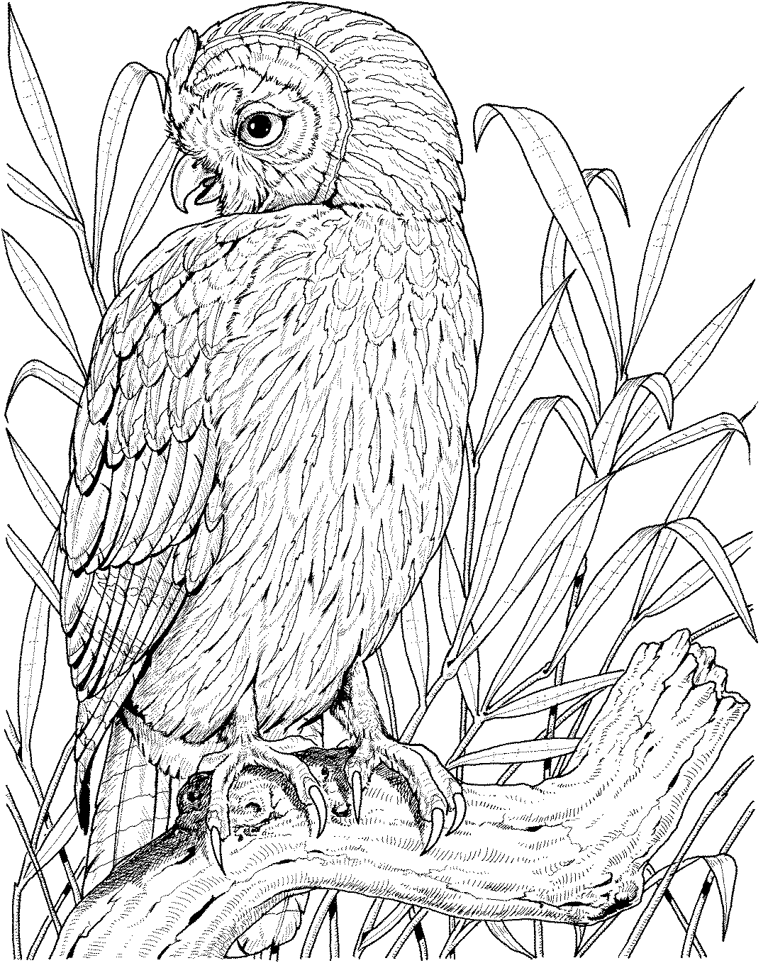 Owl Coloring Pages Owl Coloring Pages
