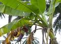 Klasifikasi ilmiah dari tanaman pisang
