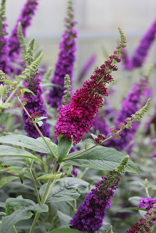Vw Garden Buzz Purple Miss Molly Miss Ruby And Blue Chip
