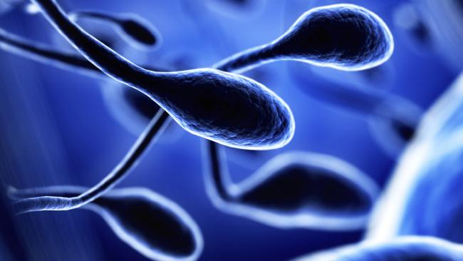 Scientists create human sperm in a lab