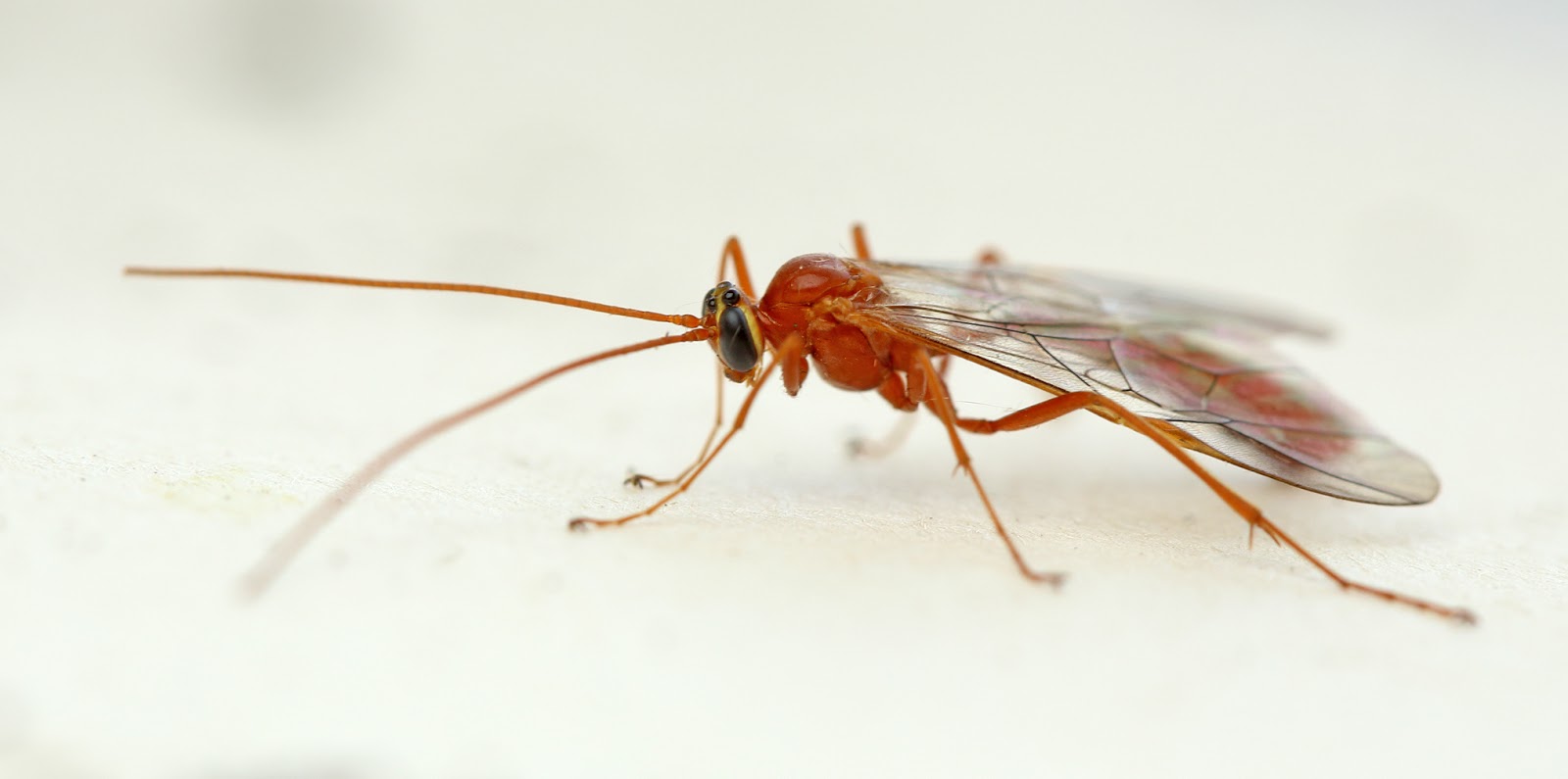 Womp Insect JJ's Photographic nature blog: Watch out for the Billy Witches...