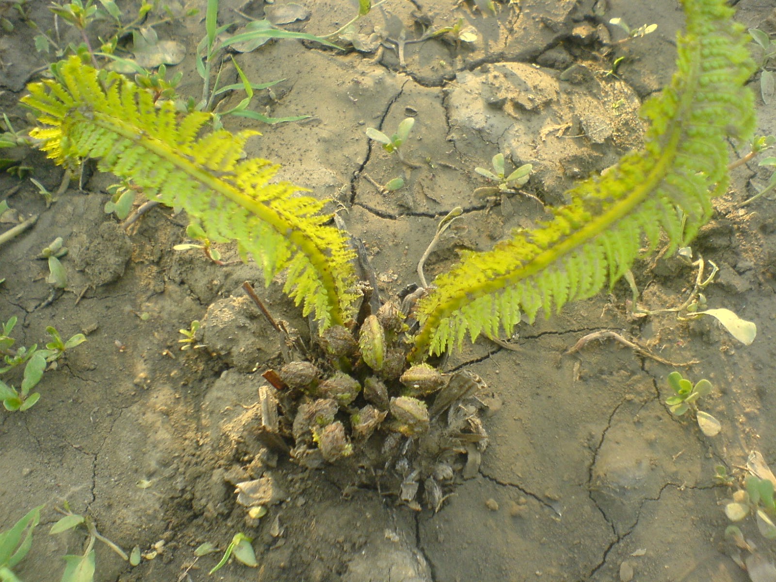 Fern c cafea de slăbire