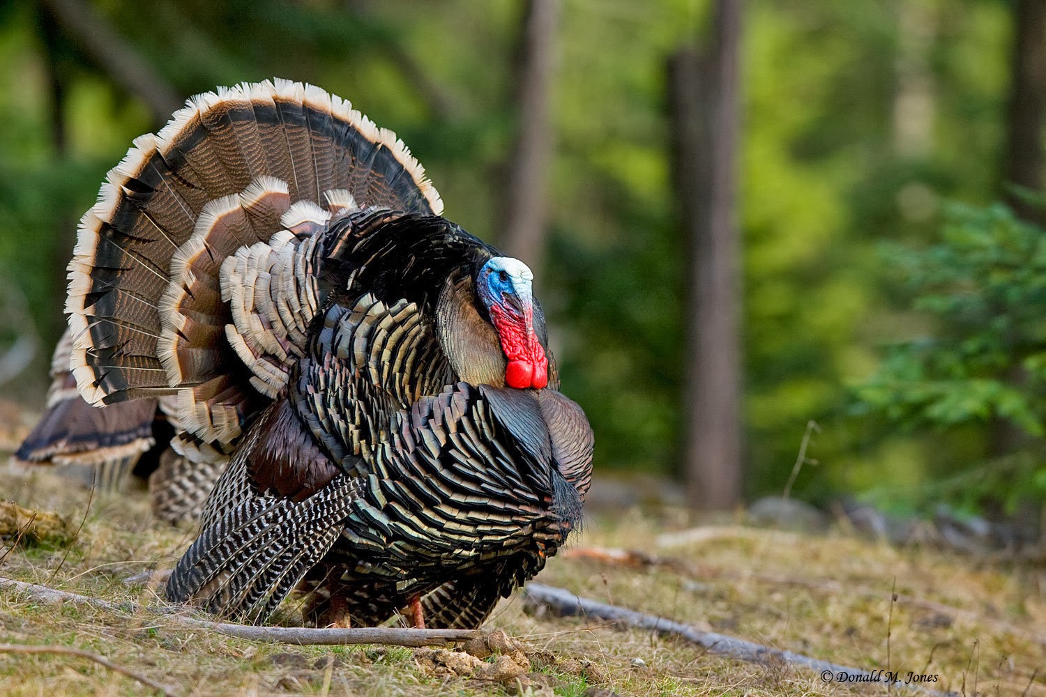 World Beautiful Birds Wild Turkeys Birds Interesting Facts And Latest