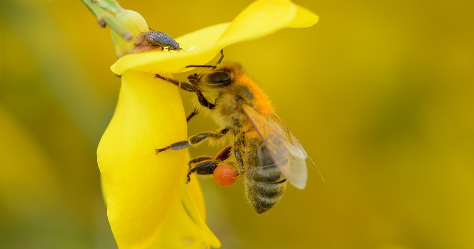 Write an essay on the social life of honey bee image