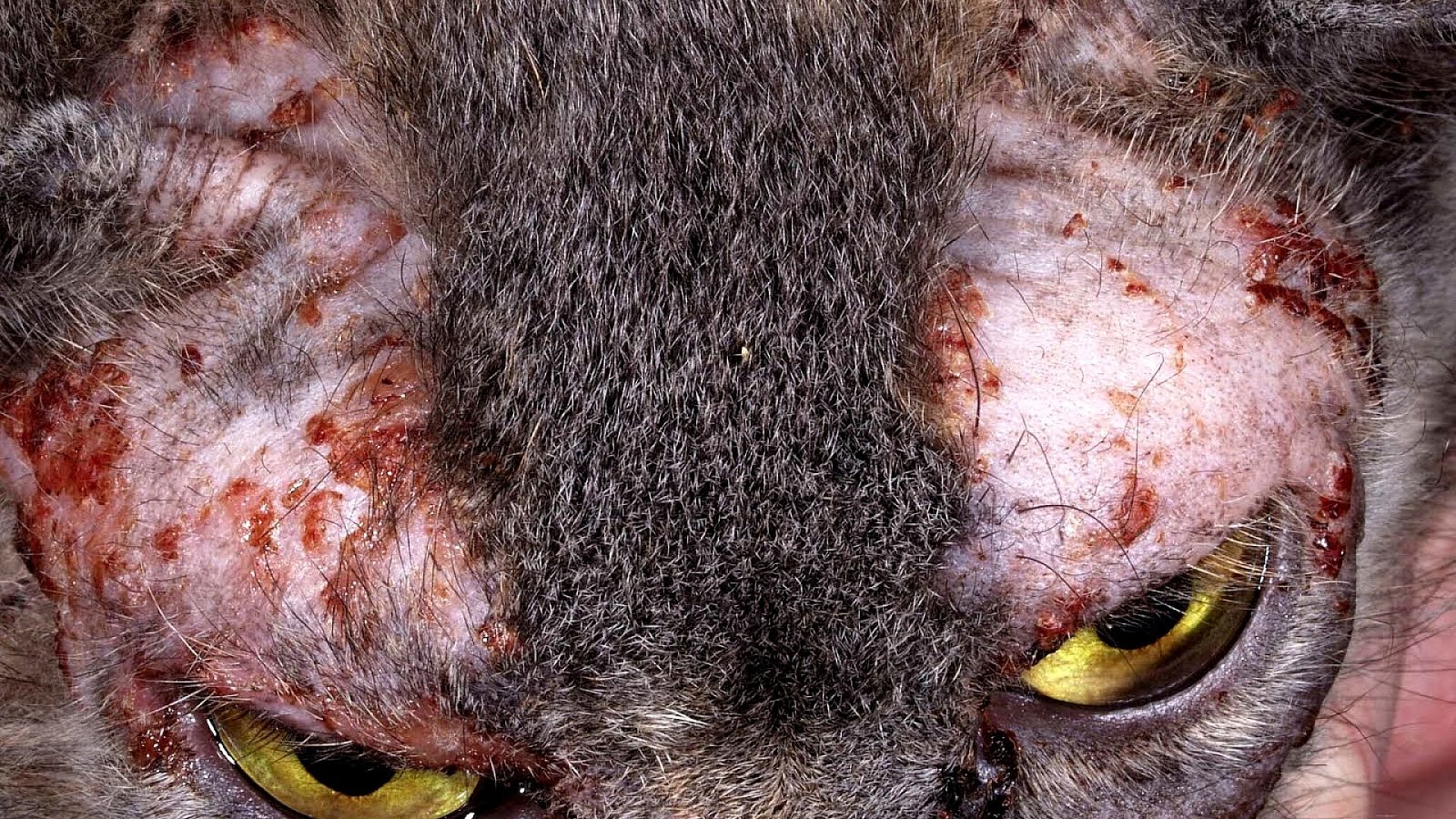Symptoms Of Food Allergies In Cats - Cat Choices