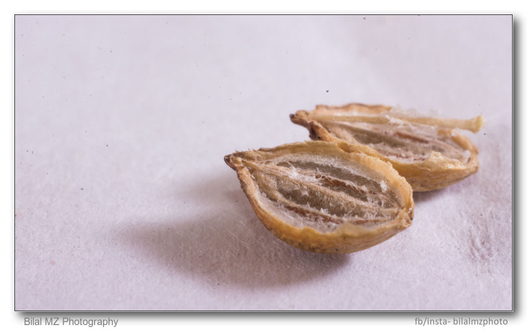 Coriander seeds