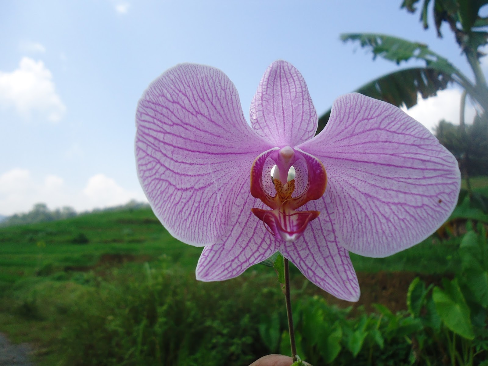 Wallpaper Bunga Anggrek Ungu Corak Di Sawah - Rumah Daun Muda