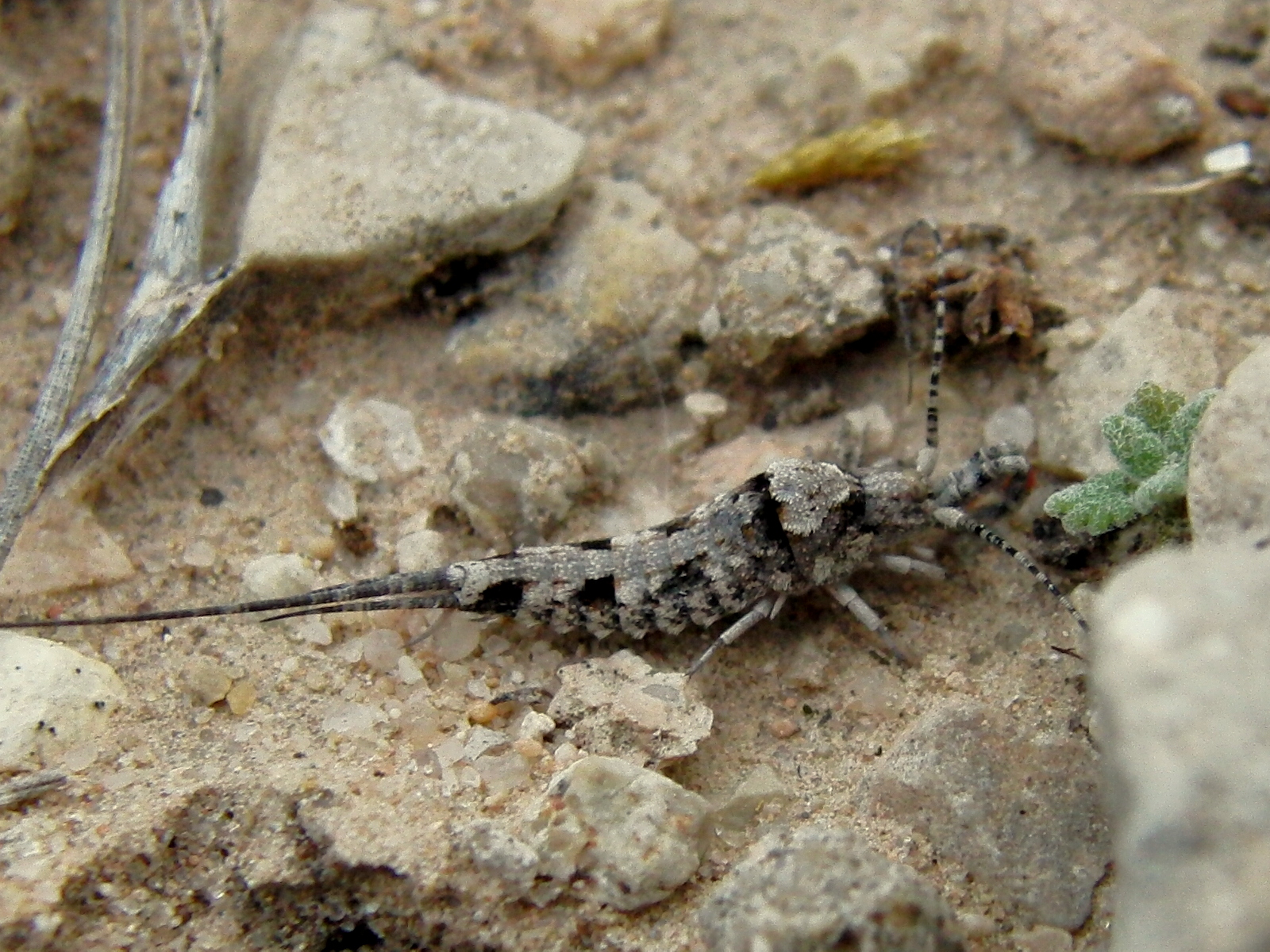 VILLENATURA Trigoniophthalmus alternatus