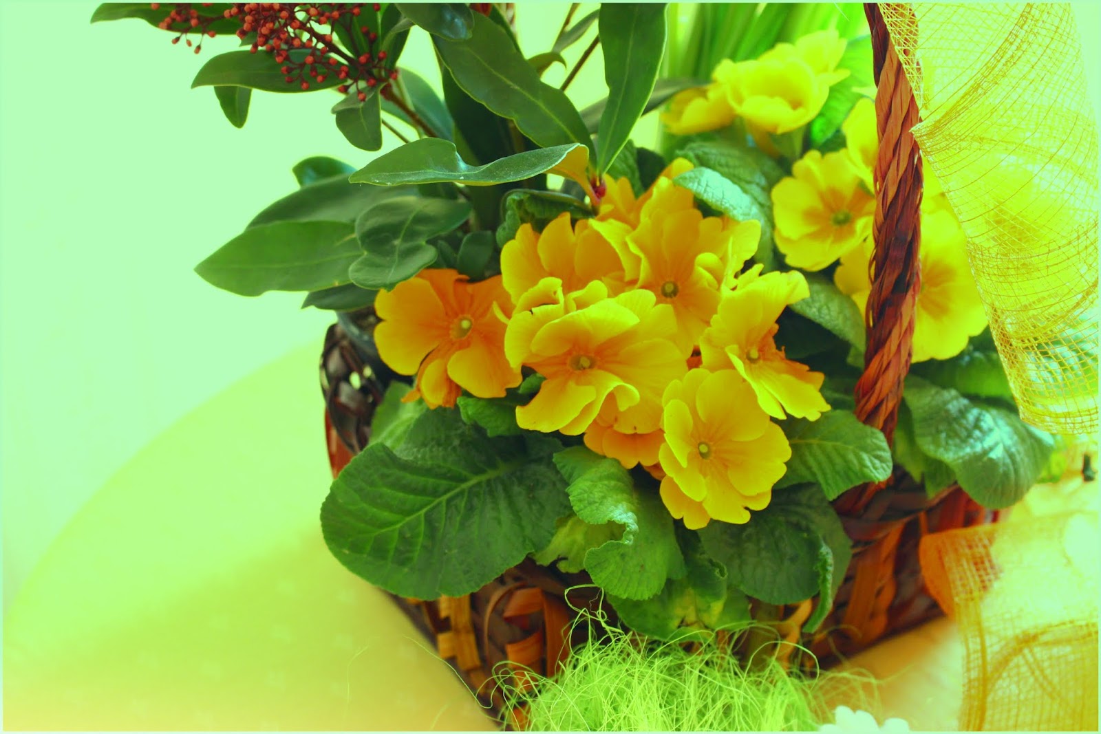 Roses du jardin Chêneland Un panier fleuri...