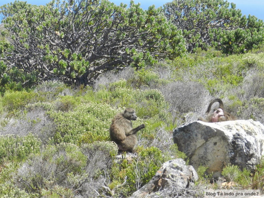 babuínos no Cabo da Boa Esperança