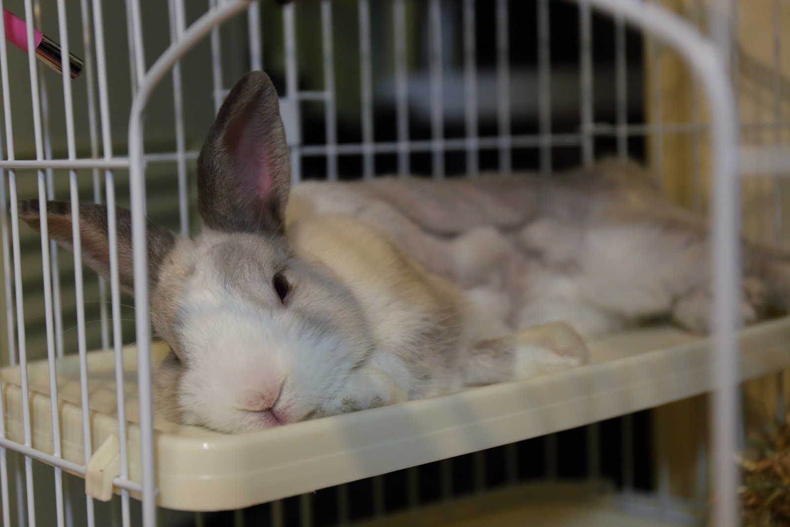 慵懶的布丁@2016/10/30