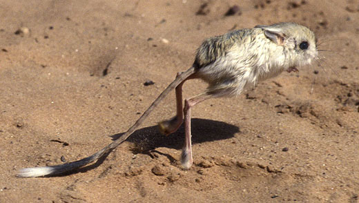 jerboa wild of animals
