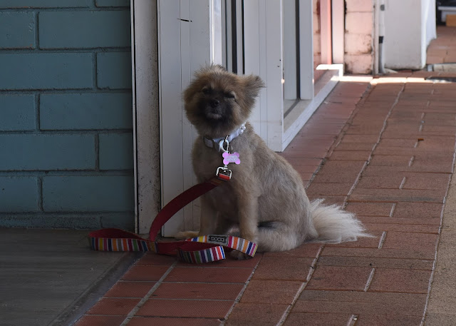 dog waiting, 