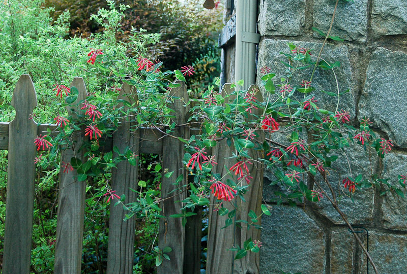 Coral honeysuckle