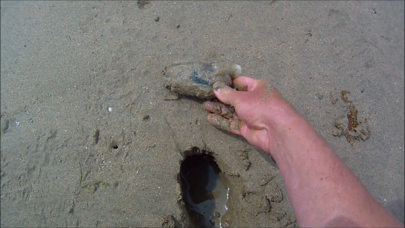 Cornish Shore and Kayak Fisherman How to Dig Sand Gaper Clams by Hand