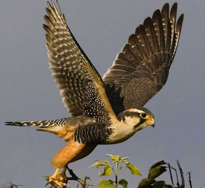 Animals That Start With F - Falcon Animals That Start With F - Falcon