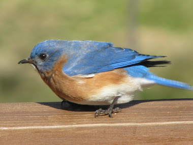 Bluebird Steadying Himself during Strong Winds