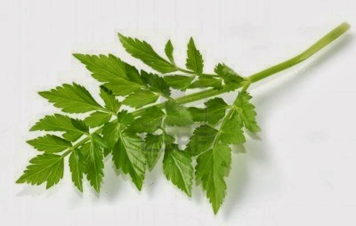 world of cuisines Celery leaves; health benefits