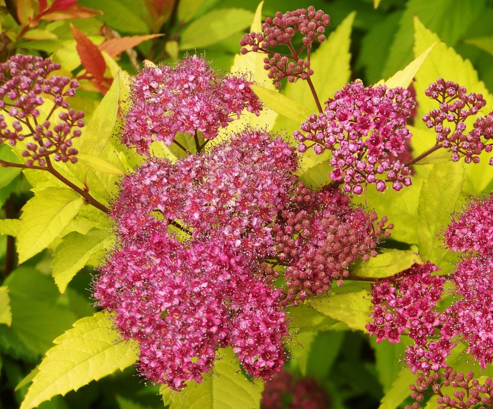 4 Coins Au Jardin Spirea Bumalda Gold Flame