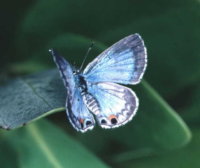 Бело голубые бабочки. Бабочка голубая орденская. Ацетозея бабочка. Синяя бабочка. Голубая бабочка с пятнами.