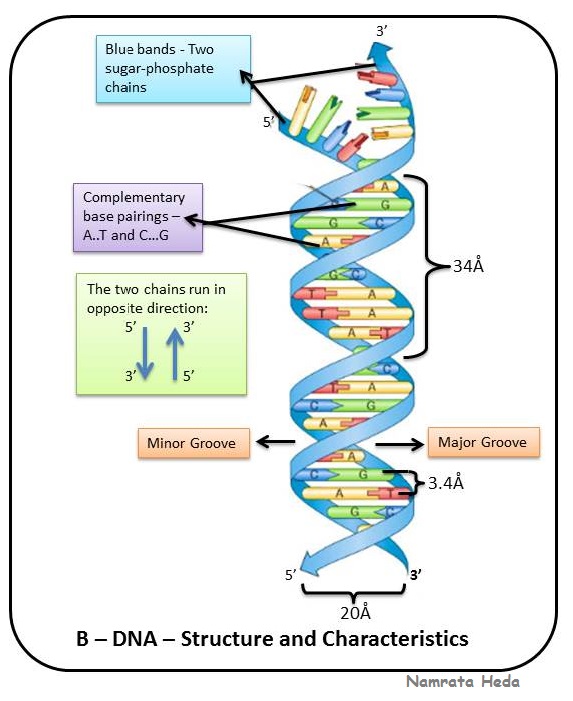 B for Biology Biomolecules of the Cell Nucleic Acids (Part 1)